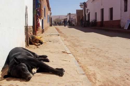 TREKKING NEL DESERTO DI ATACAMA 2015